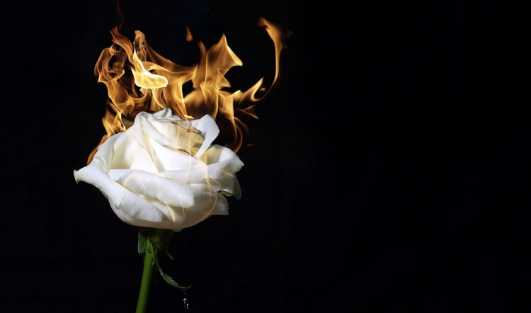Foster Zinn's "rose on fire" photograph
