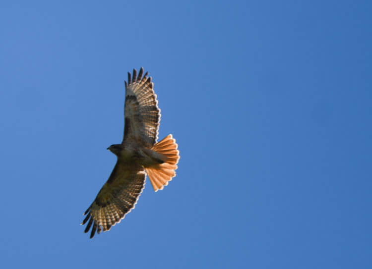 A Red-Tailed Hawk takes flight over Colorado Academy.