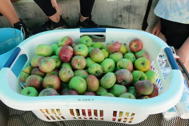 CA Sixth Graders collected two laundry baskets of apples from the campus trees.